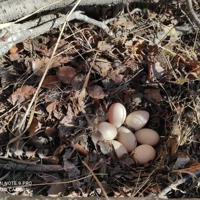 Жители Любытинского района сумели \"высидеть\" яйца дикой утки и теперь  воспитывают пушистых сироток - 53 Новости