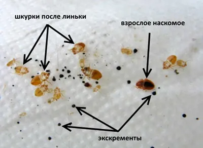 Признаки появления клопов в квартире