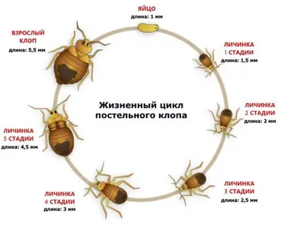 Как выглядят яйца клопов? Где искать личинки клопов