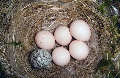 Белые куриные яйца и гнезда птиц с цветными яйца, оформленные с мхами и  лесных растений Стоковое Фото - изображение насчитывающей серо, покрашено:  215069150
