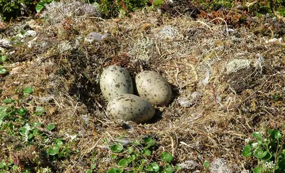 Зарянка (Erithacus rubecula)