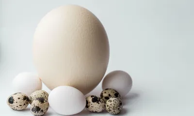 Коллекция птичьих яиц