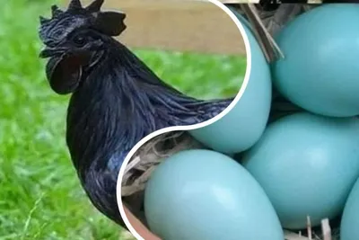 Дронго обошли кукушек в гонке вооружений благодаря разноцветным яйцам. Эти  птицы выбрасывают больше 90 процентов подброшенных кукушками яиц