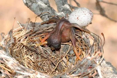 Гнёзда птиц Сибири и сопредельных регионов. Том 1 | Nests of birds of  Siberia and neighboring regions. Vol. 1.