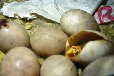 Супер-необычный способ покрасить яйца на Пасху лишайником + подарок | Живые  вещи | Дзен