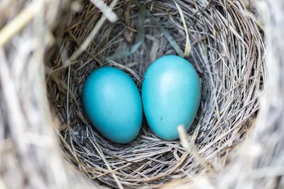 Почему яйца птиц разных цветов, объяснили ученые | Ветеринария и жизнь