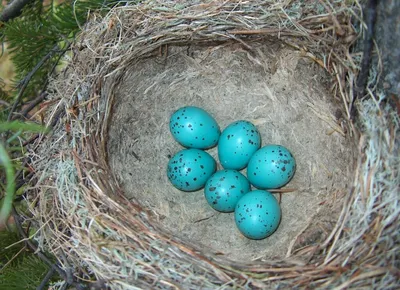 Почему яйца некоторых птиц окрашены в голубой цвет? | Пикабу