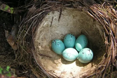 Небольшие яйца птиц в дереве Стоковое Изображение - изображение  насчитывающей появляются, шина: 177359445