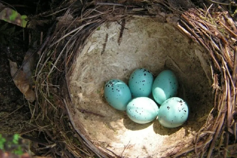 Какого цвета яйца птиц. Гнездо дрозда певчего с яйцами. Яйца дрозда рябинника. Яйца певчего дрозда. Яйца Дрозд рябинник цвет.