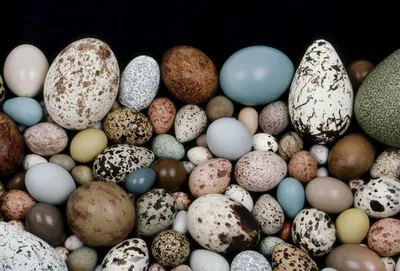 Почему у некоторых птиц голубые яйца, и какого цвета птенцы вылупляются из  таких яиц | Ваша Планета | Дзен