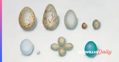 Яйца птиц в гнезде стоковое изображение. изображение насчитывающей  естественно - 135466097