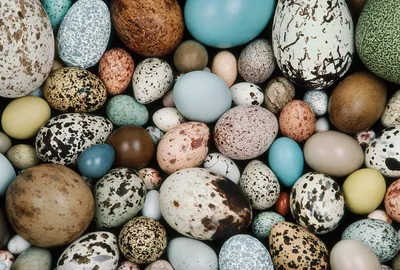 Яйца домашних птиц - YouTube