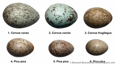 Почему птицы несут яйца разных цветов? | Александр Толмачёв отвечает на  вопросы | Дзен