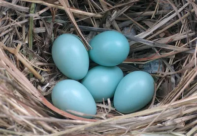 Яйца птиц в лесу в отпуске стоковое изображение. изображение насчитывающей  природа - 209566905