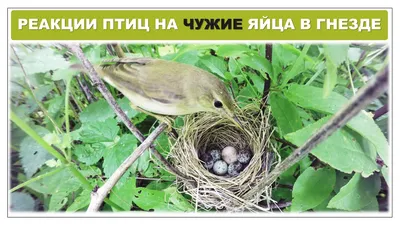 Сравнение размеров яиц некоторых птиц с их инкубационным периодом | Пикабу