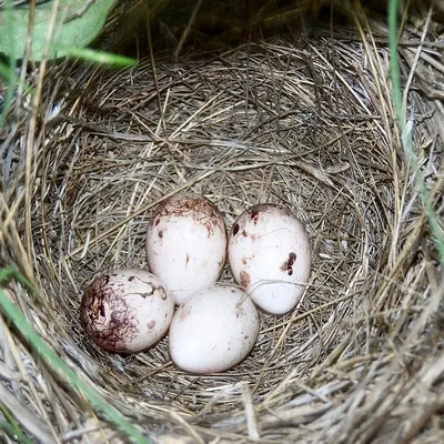 Небольшие яйца птиц в дереве Стоковое Фото - изображение насчитывающей  появляются, вытеките: 177356384