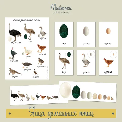 Яйца домашних птиц - карточки Монтессори купить и скачать