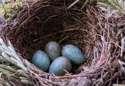 у птиц в гнезде крашеные яйца, кардинал яйца картинка фон картинки и Фото  для бесплатной загрузки