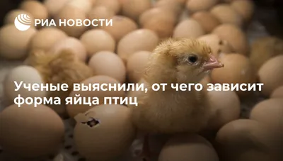 Дефицит курятины и яиц возник в ЮАР из-за гриппа птиц | Ветеринария и жизнь