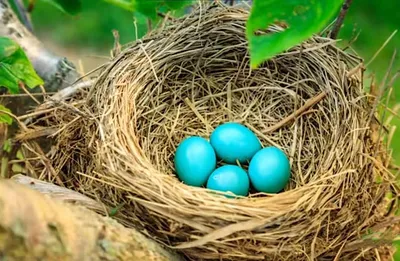 Строение яйца птицы и интересные факты о нем