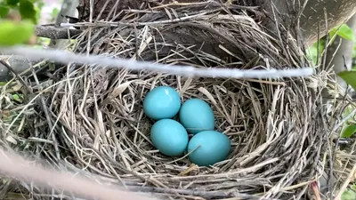 Ученые выяснили, от чего зависит форма яйца птиц - РИА Новости, 23.06.2017