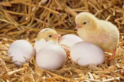 Строение яйца птицы, особенности строения яйца птиц