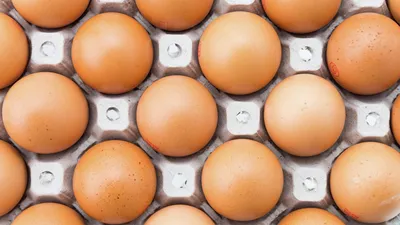Яйца каких животных съедобны для человека | Вокруг Света