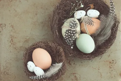 20 шт., пластиковые яйца для птиц | AliExpress