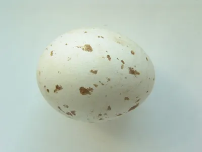 Зачем некоторые птицы откладывают яйца голубого оттенка | Птица дома | Дзен