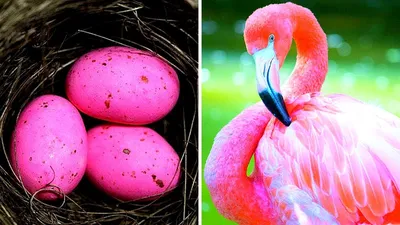 Африканские птицы научились «подписывать» свои яйца для борьбы с кукушками