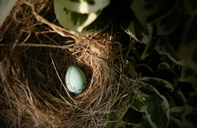 Ученые объяснили, почему некоторые птицы несут голубые яйца