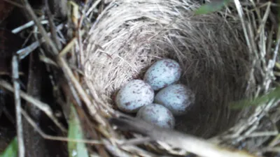 Гнездо Яйцо Яйца Птиц Гнездятся В Естественном Лесу — стоковые фотографии и  другие картинки Без людей - iStock