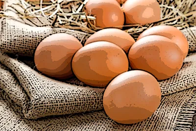 Яйцо Гнездо Птица - Бесплатное фото на Pixabay - Pixabay