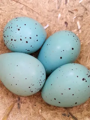 Яйца домашних птиц - карточки Монтессори купить и скачать