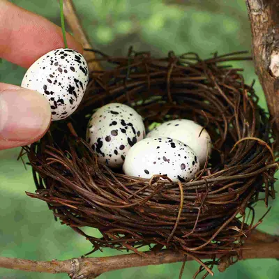 Яйца птиц в руках человека. Стоковое Фото - изображение насчитывающей  естественно, человек: 178554950