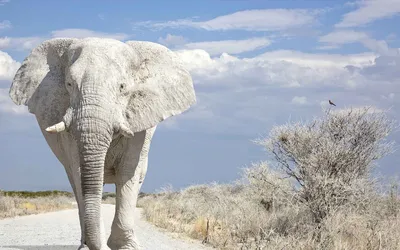 Нога Слона — стоковые фотографии и другие картинки Азия - Азия, Африканский  слон, Без людей - iStock