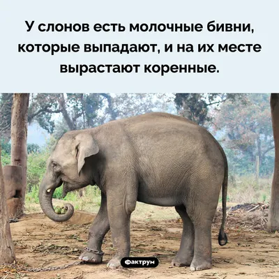 Хобот слона: зачем нужен, почему появился у животного