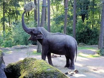 Сплошная экзотика: откуда столько слонов в изделиях Фаберже | Run the  Jewels | Дзен