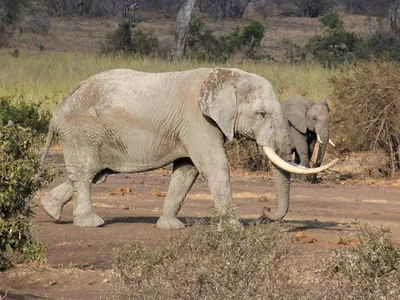 Хобот И Бивни Слона — стоковые фотографии и другие картинки Африка -  Африка, Африканский слон, Бивень - iStock