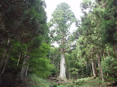 Цзиндай (японский кедр) стоковое фото. изображение насчитывающей листья -  164323512