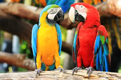 Яркие попугаи фото фото