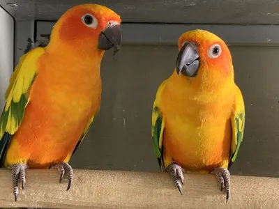 Попугай ВС Или ВС Conure Является Средним Яркие Попугаи Родом Из  Северо-восточной Южной Америке. Фотография, картинки, изображения и  сток-фотография без роялти. Image 24103870