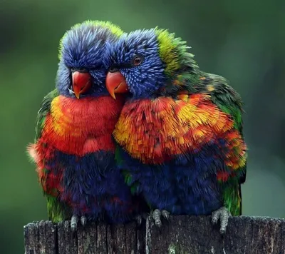 Яркие птицы фото фото