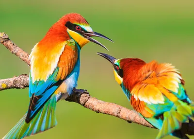 Яркие разноцветные маленькие птицы …» — создано в Шедевруме