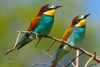 Чего только не бывает в жизни. Самые яркие птицы на планете. Фото /  Фото-Новости