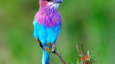 Топ-10. Самые красивые птицы (часть 2). | Увлечённый юннат | Дзен