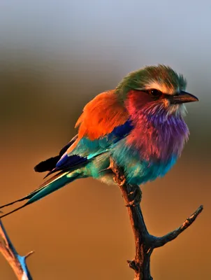 Птички яркие перьевые, цветные для декора, 12 см, на зажие/проволоке, набор  из 3 разных птиц, цвет микс – купить в Казани | «С Нежностью»