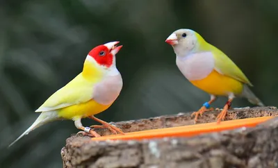 Самые яркие птицы - красивые фото