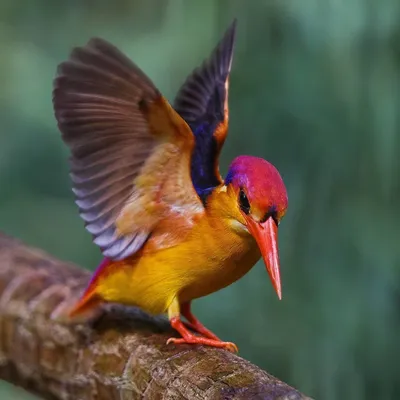 15 самых ярких и красивейших птиц, которых многие никогда не видели