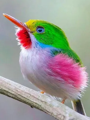 Самые яркие птицы - 71 фото